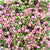 Pink Camouflage Multicolor Mix Plastic Pony Beads 6 x 9mm, 1000 beads